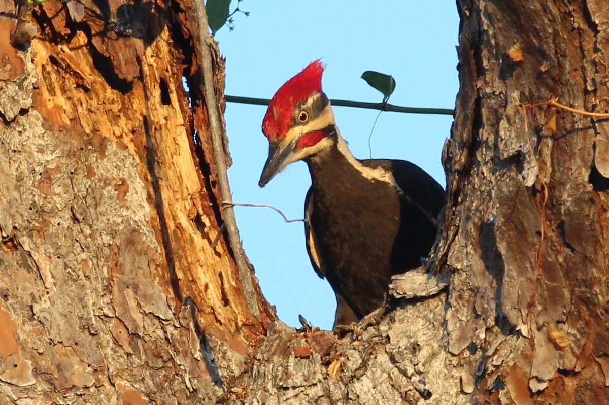 Pileated Woodpecker - Steve Hofhine
