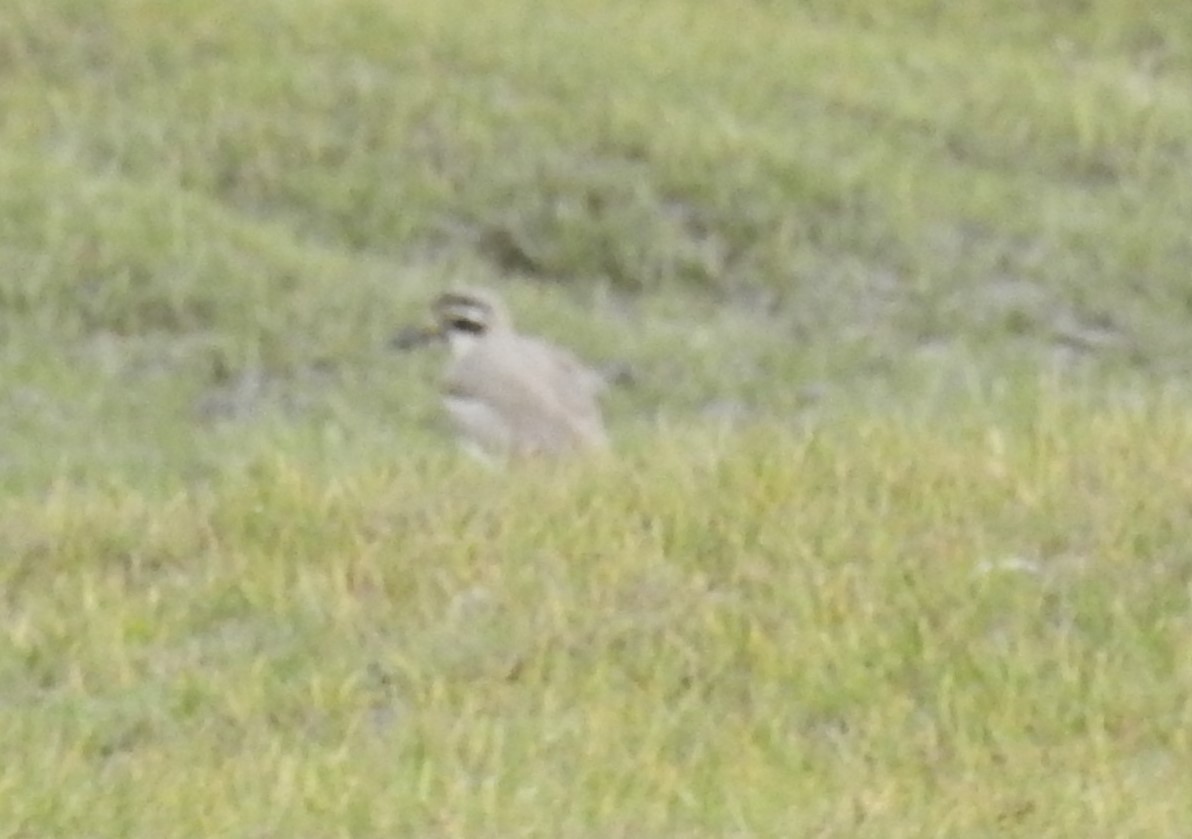 Great Thick-knee - ML196262861