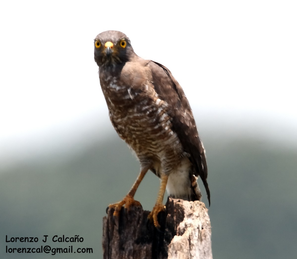 Roadside Hawk - Lorenzo Calcaño