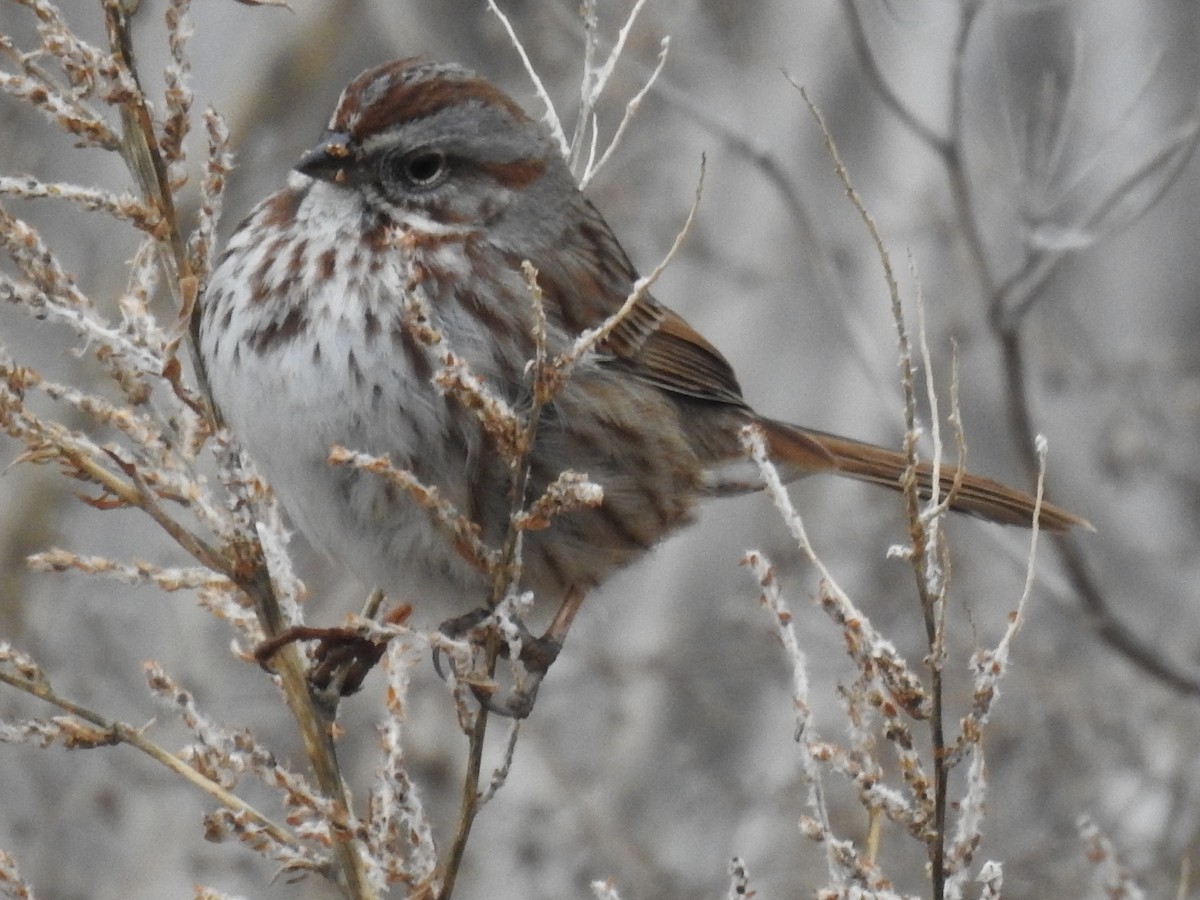 Song Sparrow - JC Clancy