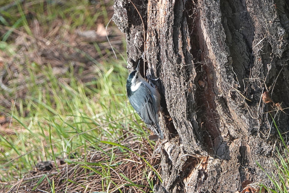 White-breasted Nuthatch - ML196265521
