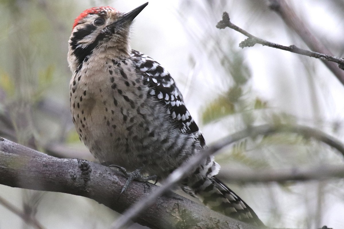 Ladder-backed Woodpecker - robert bowker