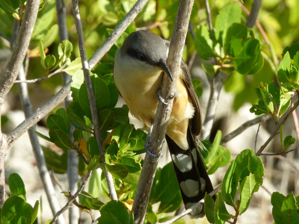 Mangrove Cuckoo - Tarra Lindo