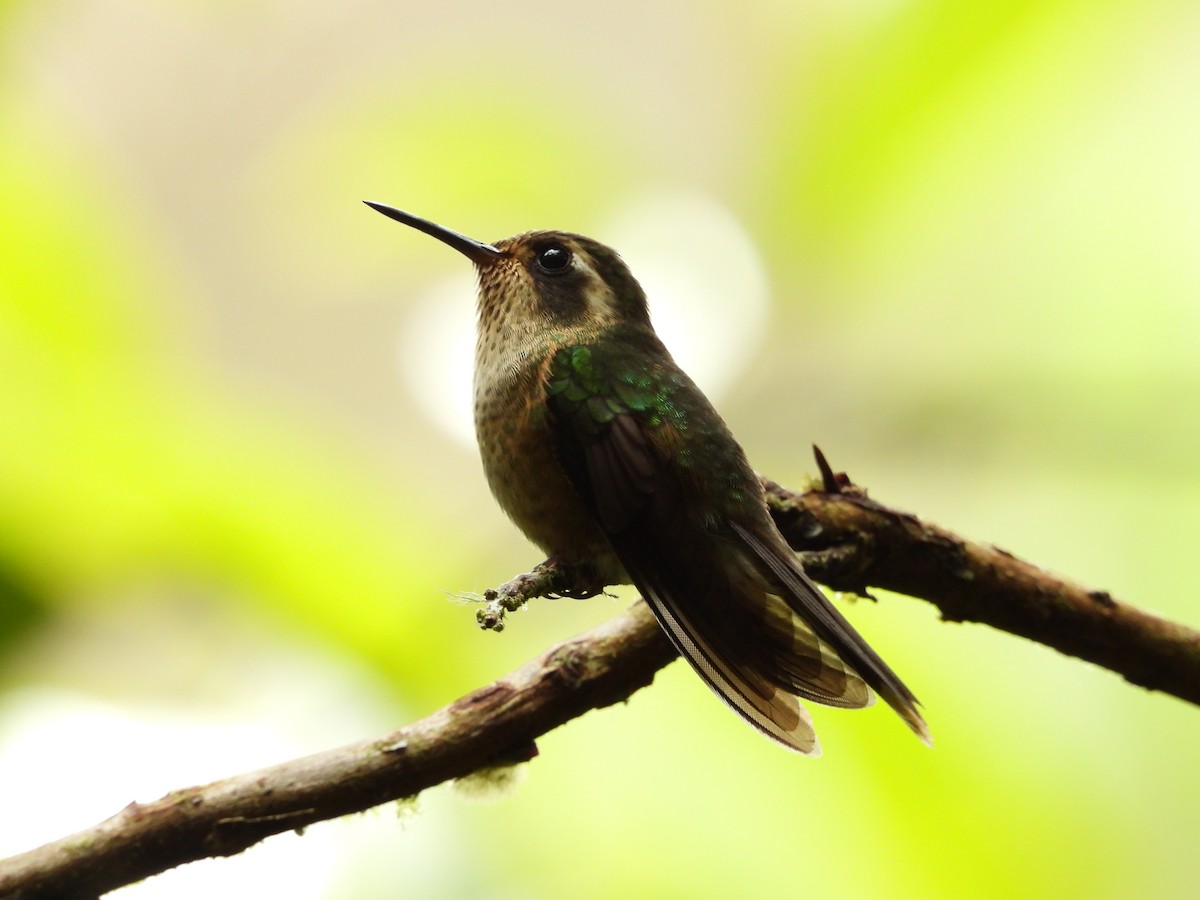 Speckled Hummingbird - ML196271591