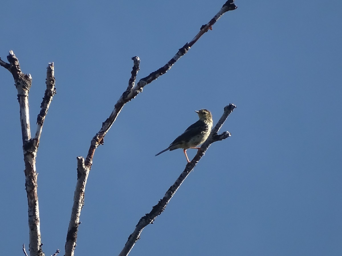 Meadow Pipit - ML196272121