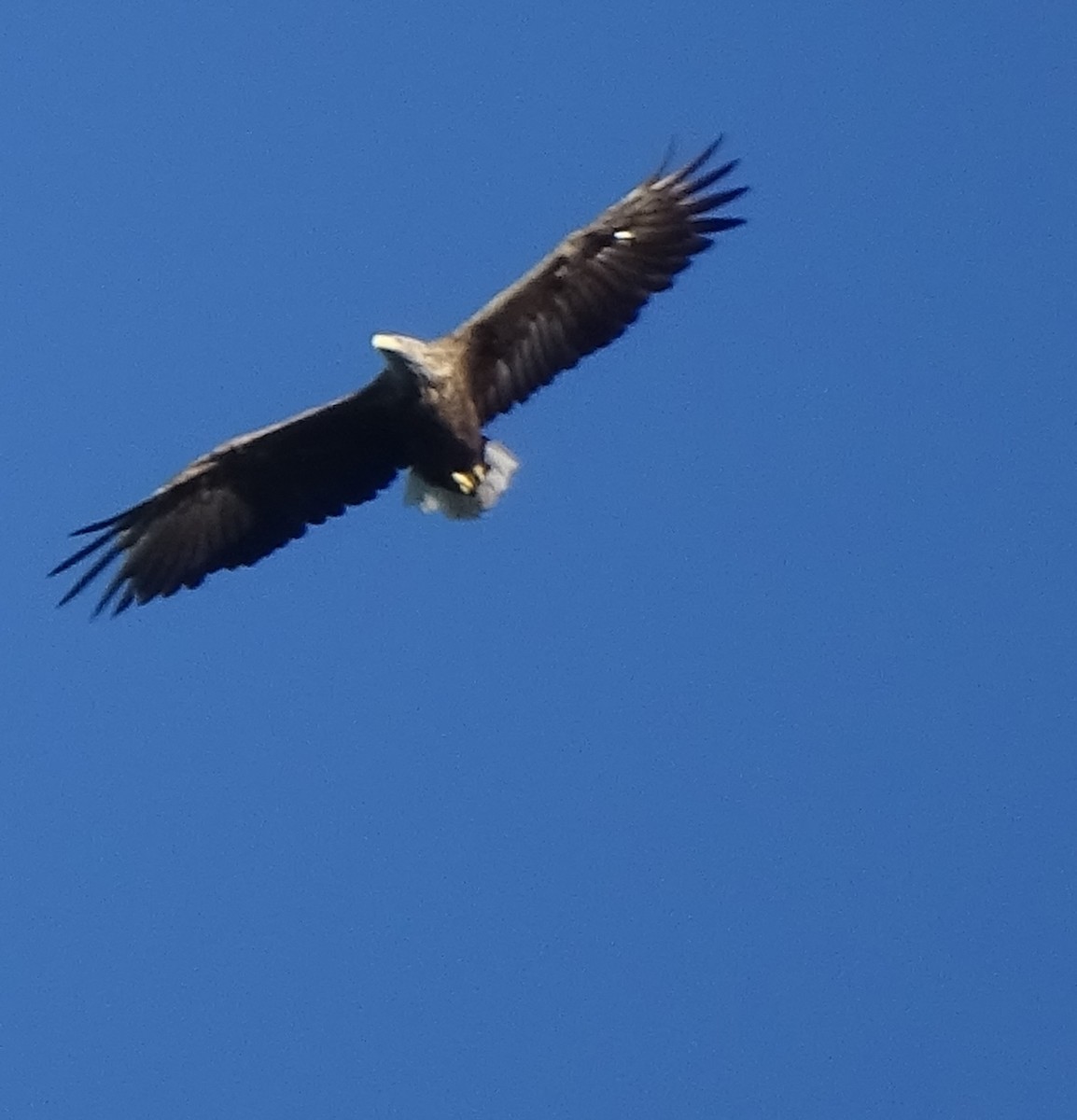 White-tailed Eagle - ML196272161
