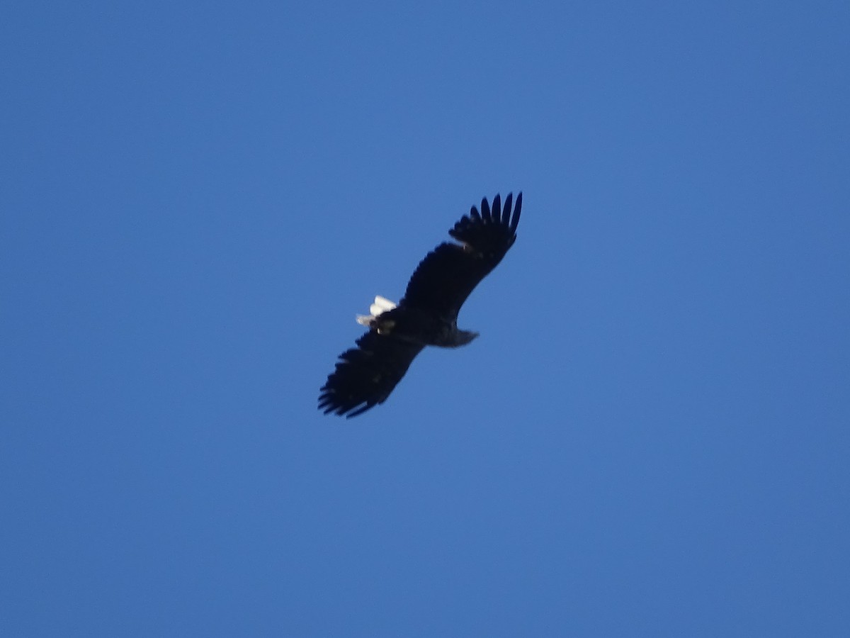 White-tailed Eagle - ML196274821