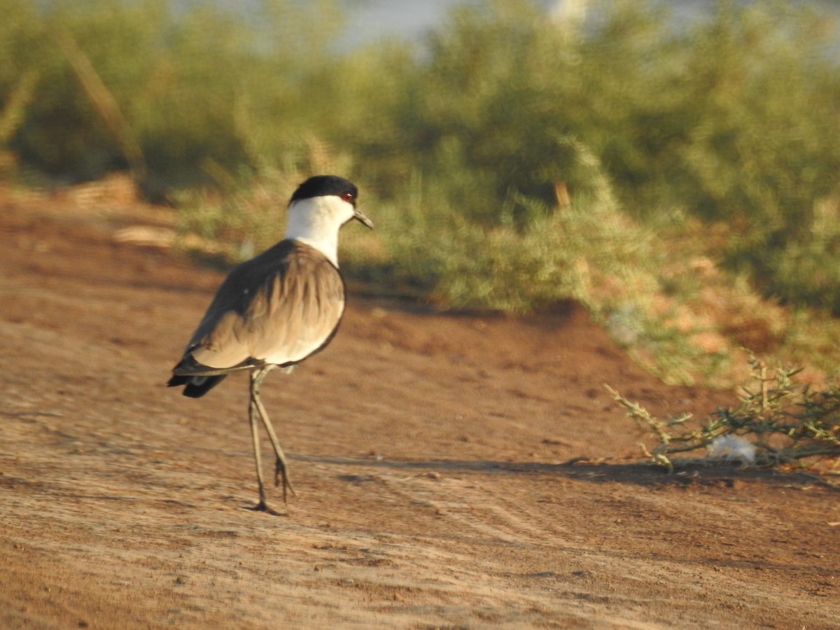 Spur-winged Lapwing - ML196277091