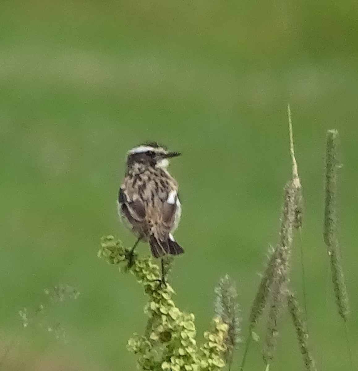 Whinchat - Edward James Gronning