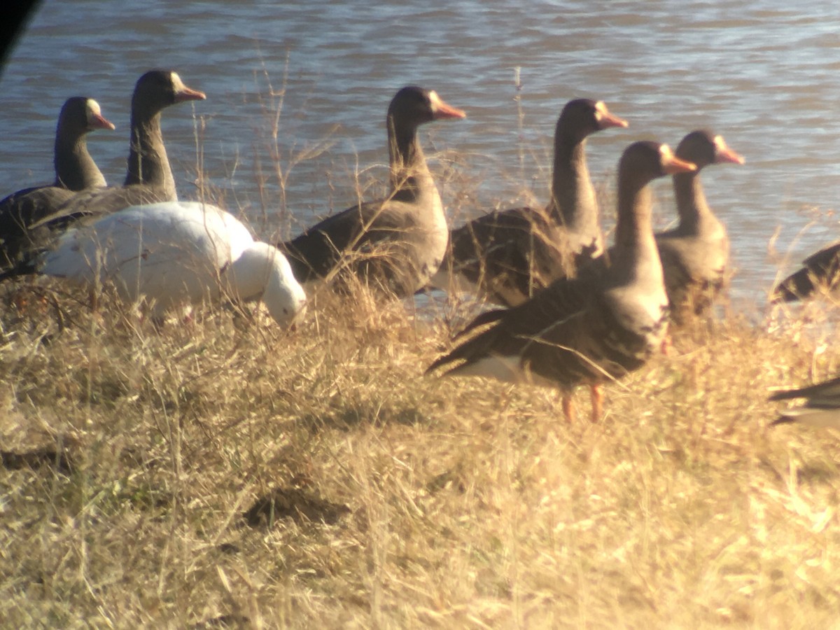 Greater White-fronted Goose - Dan Cowell