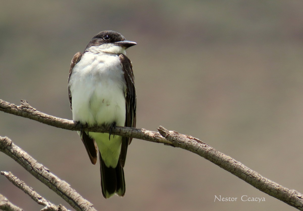 Eastern Kingbird - Nestor Ccacya Baca