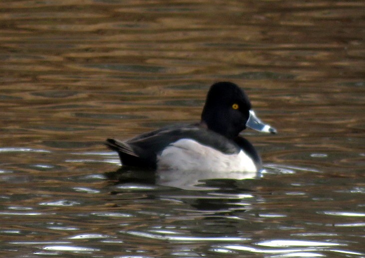 Ring-necked Duck - ML196284581