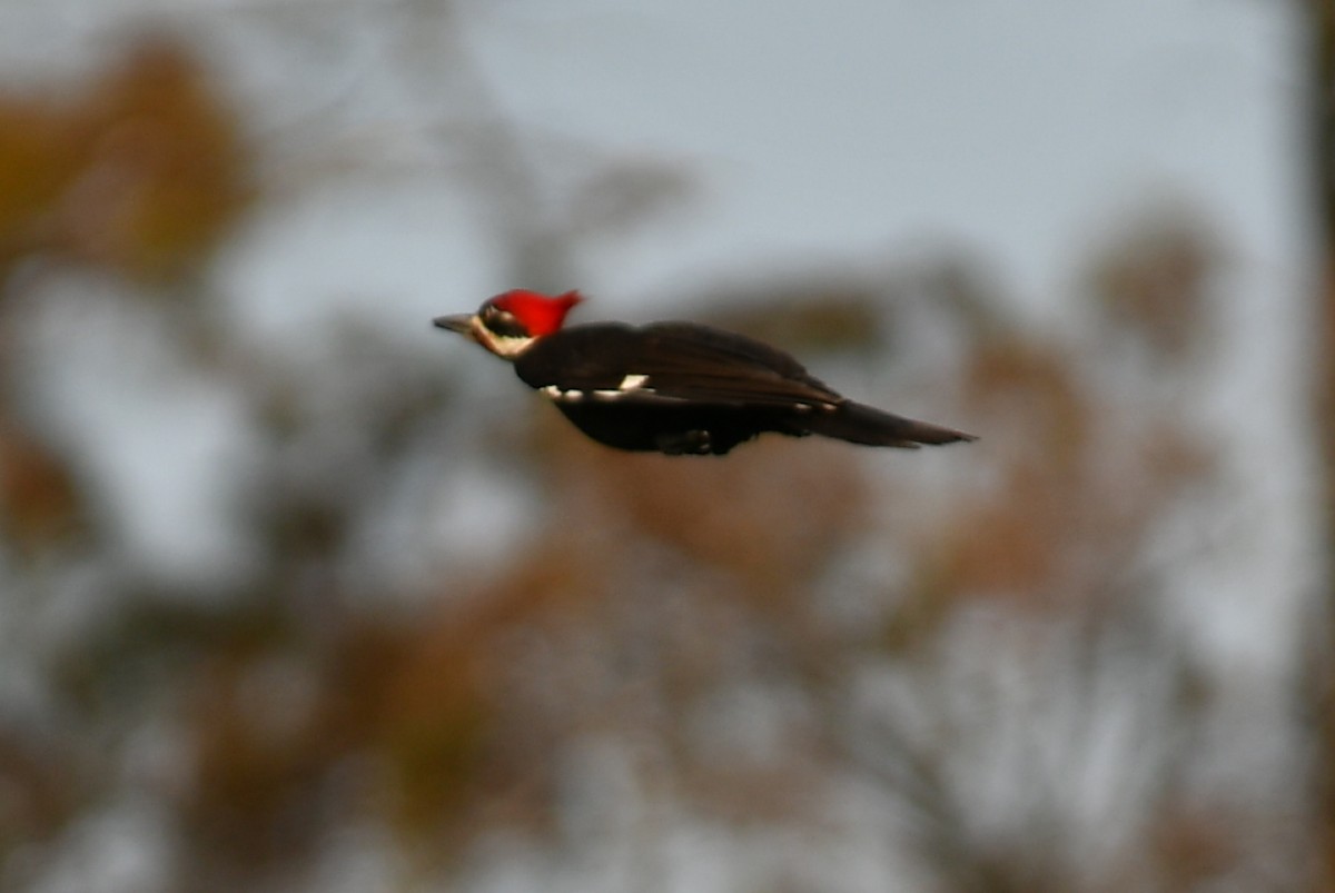 Pileated Woodpecker - ML196285231