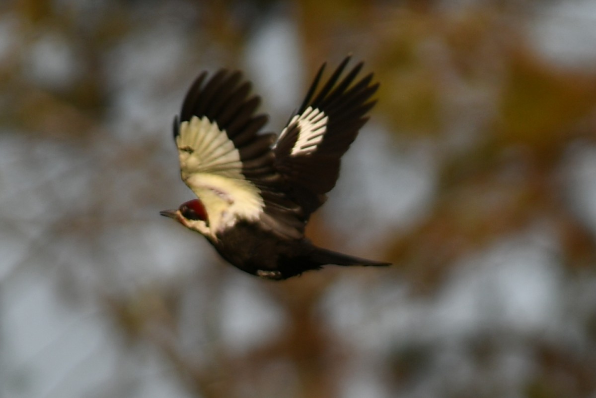 Pileated Woodpecker - ML196285241
