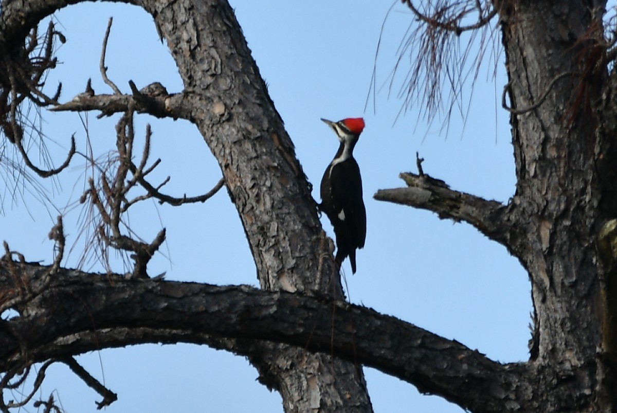 Pileated Woodpecker - frank danker