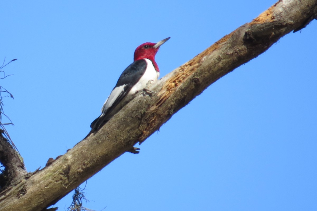 Red-headed Woodpecker - David & Jill Kaminski