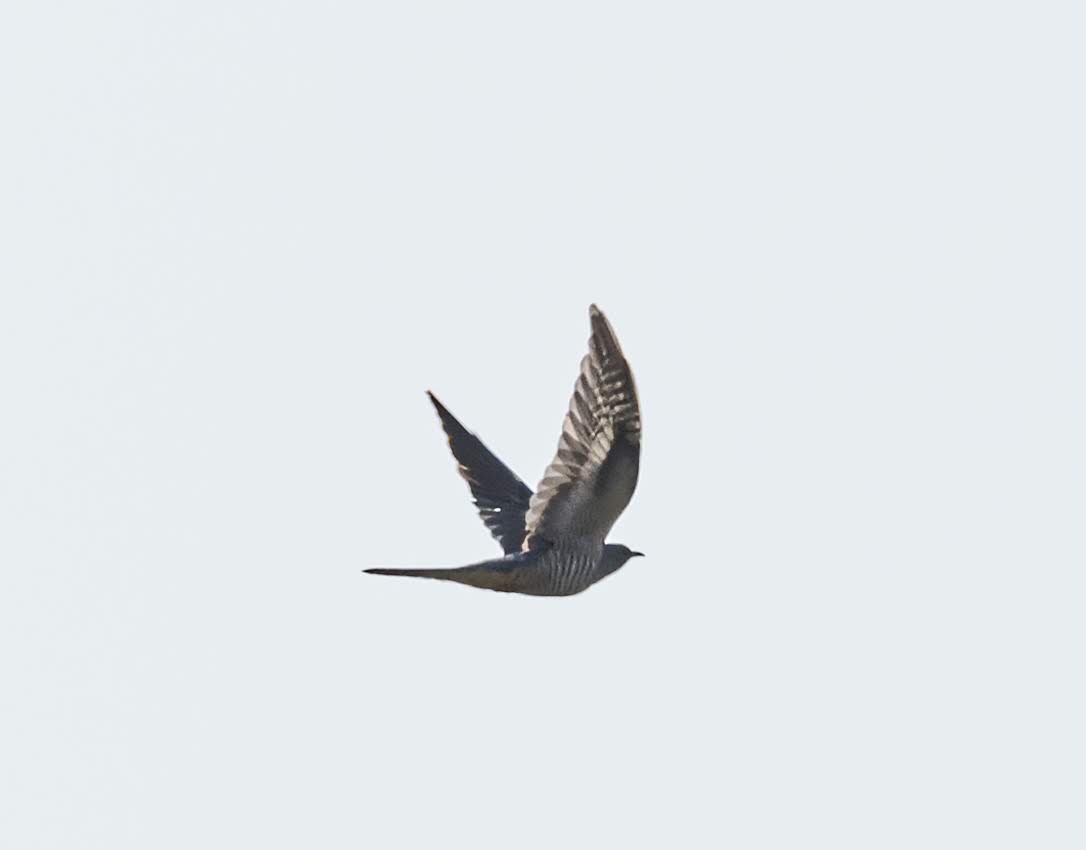 Oriental Cuckoo - ML196299461
