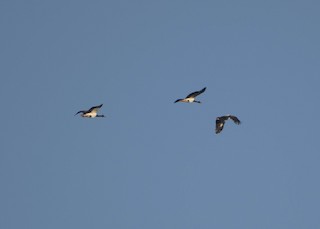 Magpie Goose, ML196301831