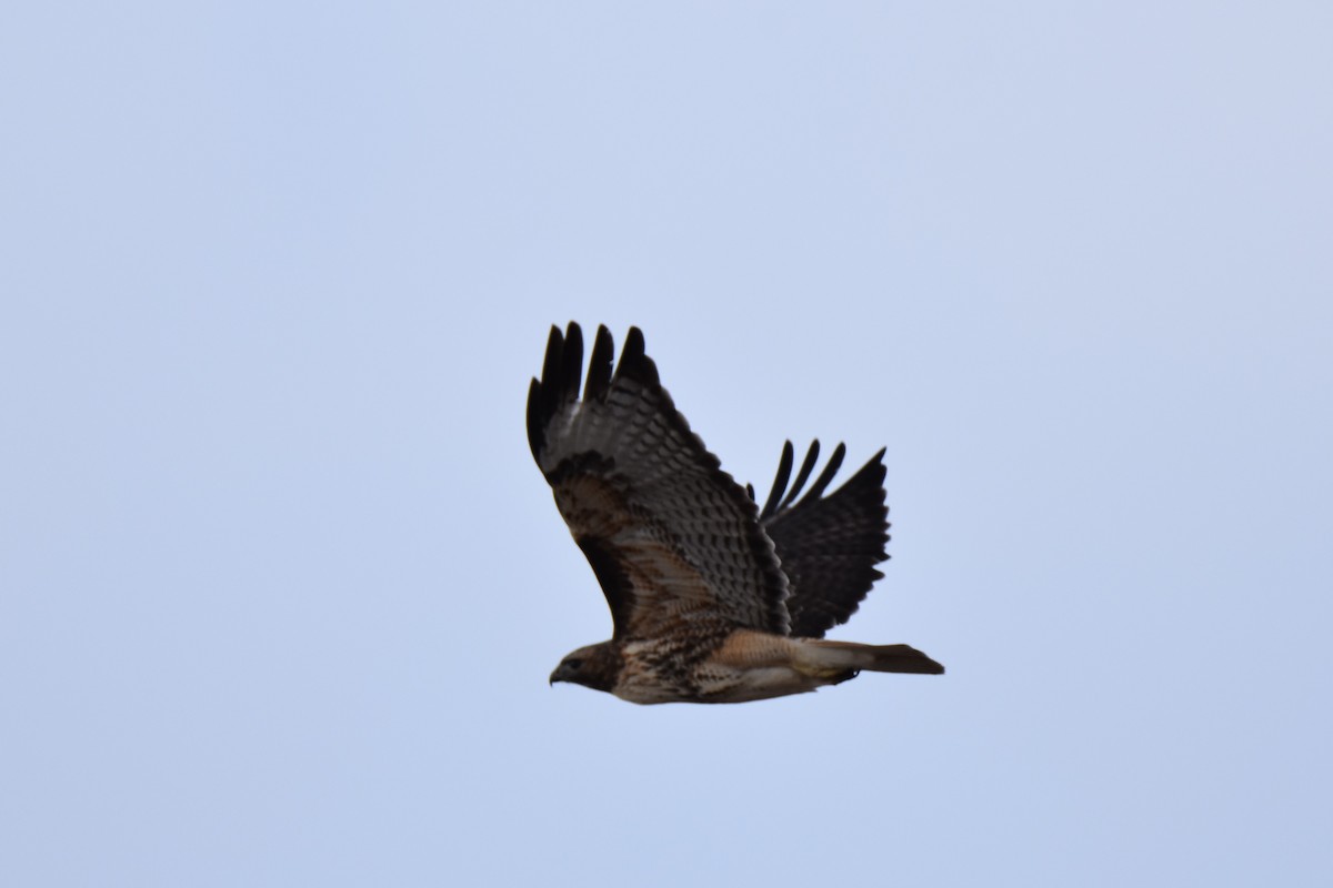 Red-tailed Hawk - Joshua Schrecengost