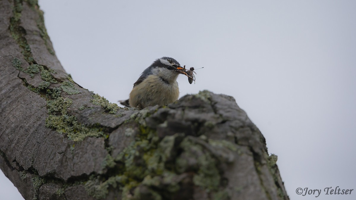 Red-breasted Nuthatch - ML196302381