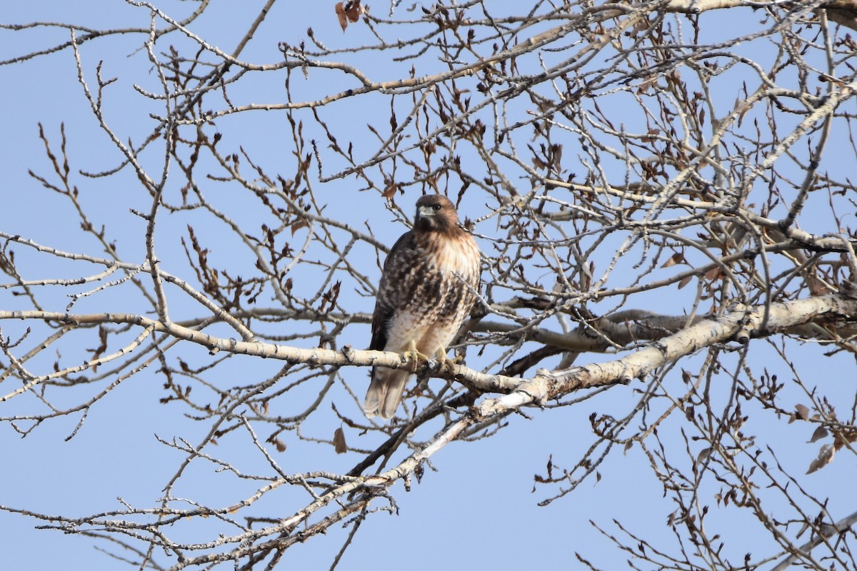 Red-tailed Hawk - ML196302411