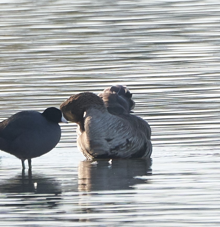 Greater White-fronted Goose - ML196305981
