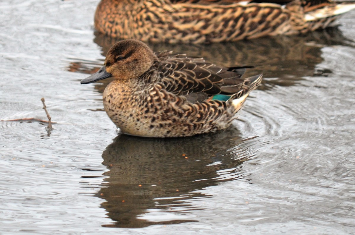 Green-winged Teal - ML196305991