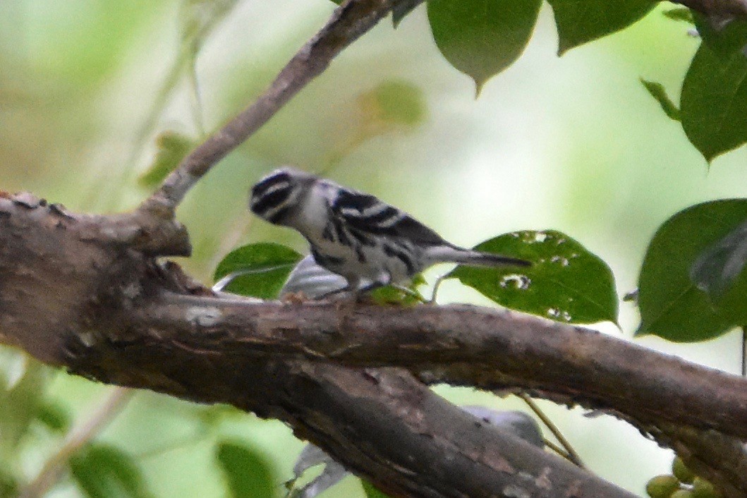 Black-and-white Warbler - ML196306821