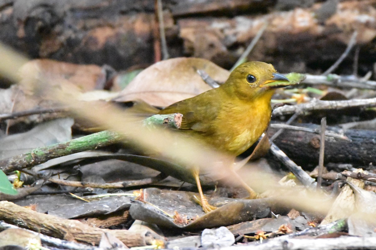 Red-throated Ant-Tanager (Salvin's) - ML196307061