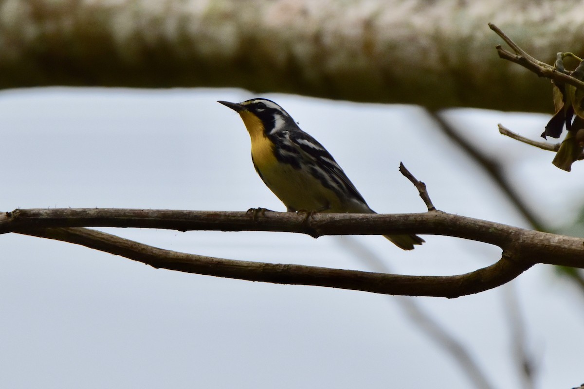 Yellow-throated Warbler - ML196307371