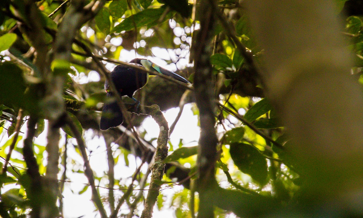 Channel-billed Toucan (Citron-throated) - ML196311181