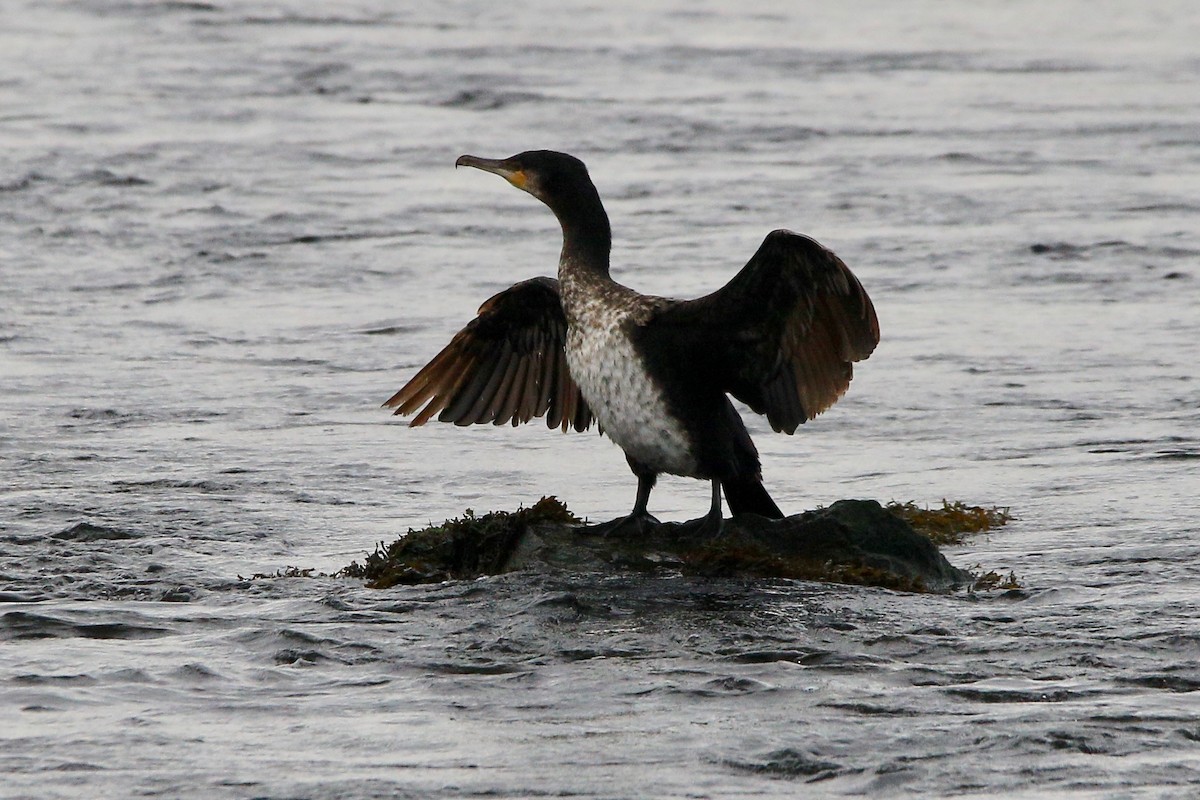 Great Cormorant - John King