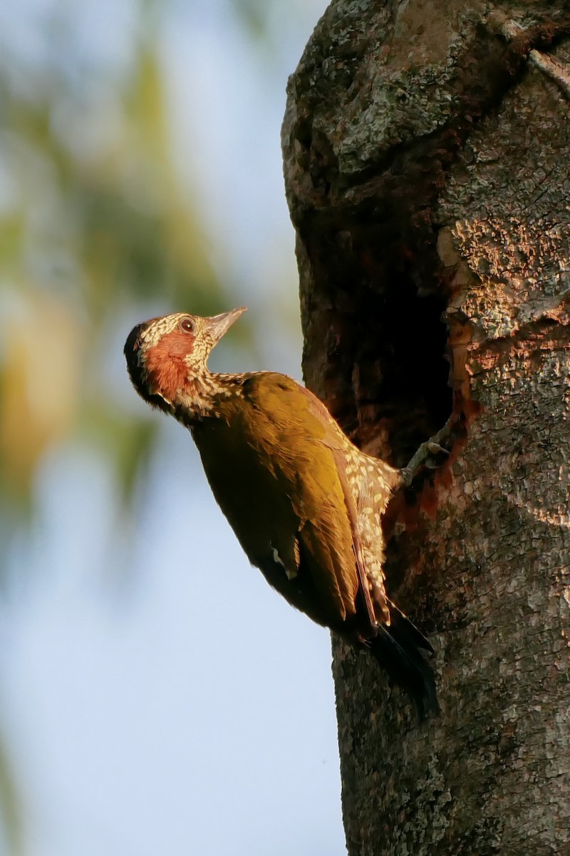 Brown-eared Woodpecker (Carol's) - ML196316791