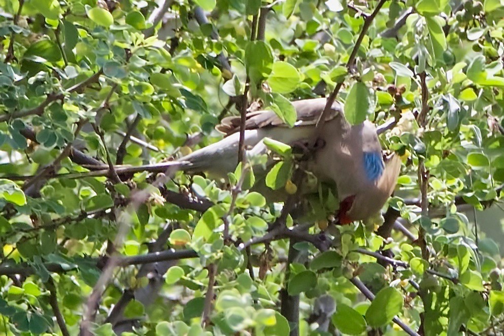 Blue-naped Mousebird - Peder Svingen