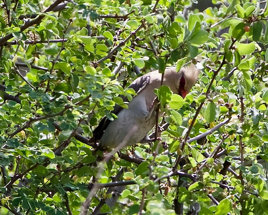 Blue-naped Mousebird - Peder Svingen
