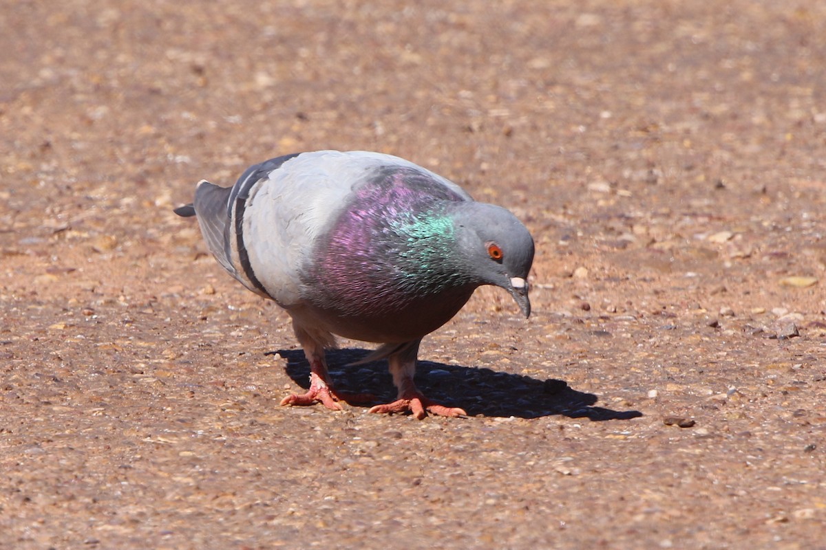 Rock Pigeon (Feral Pigeon) - Ian Thompson