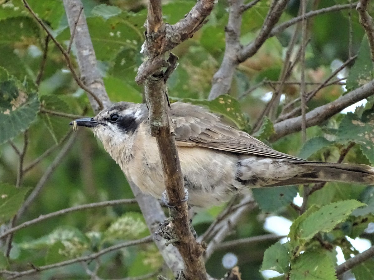 Black-eared Cuckoo - ML196321831