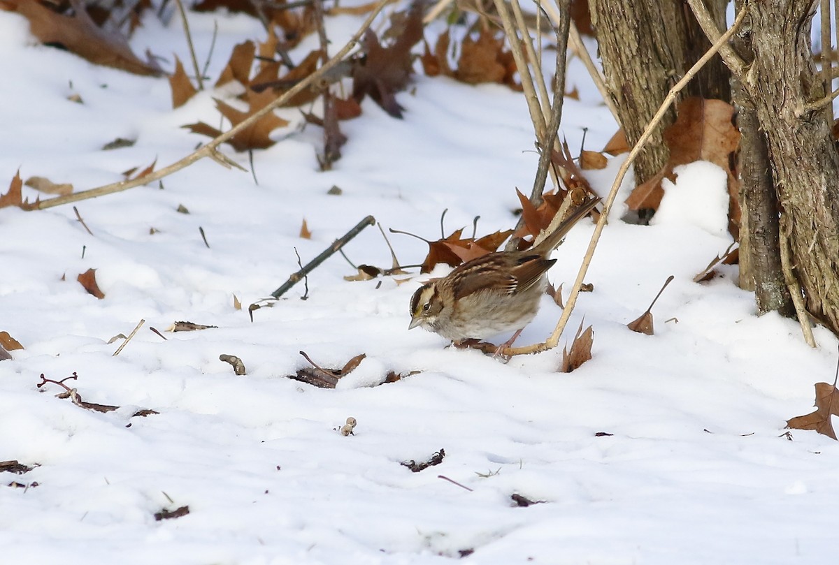 White-throated Sparrow - ML196323291