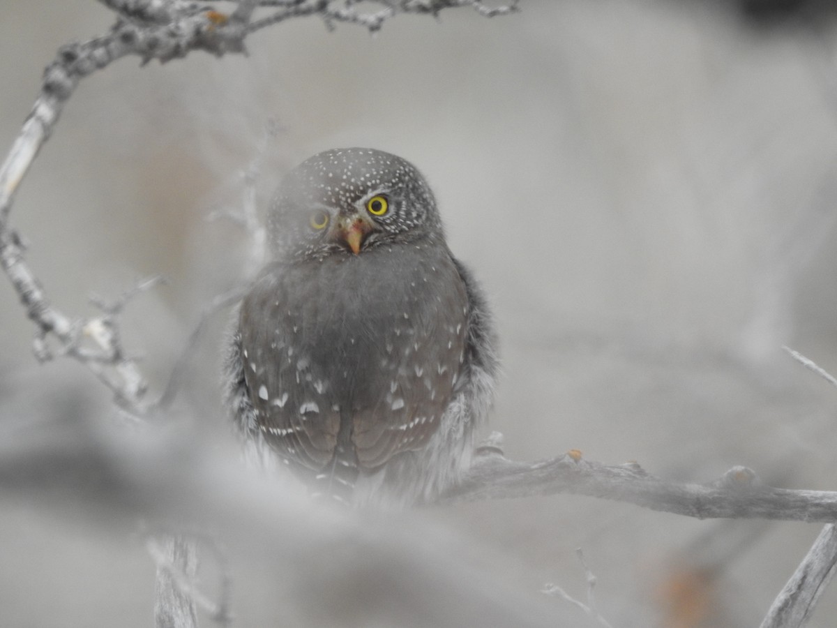Northern Pygmy-Owl - Tom Wuenschell