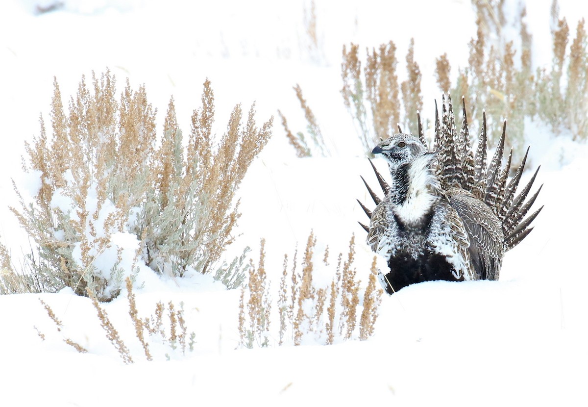 Greater Sage-Grouse - ML196325711
