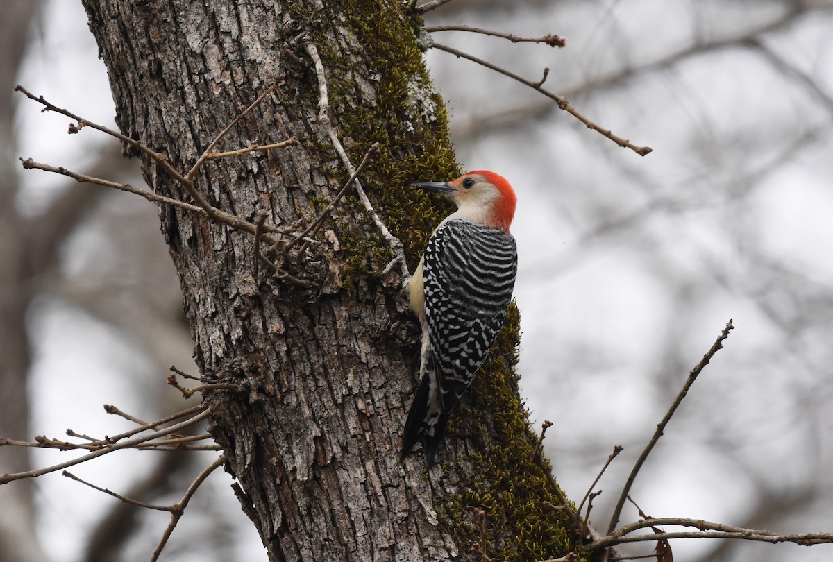 Red-bellied Woodpecker - Christopher Lindsey