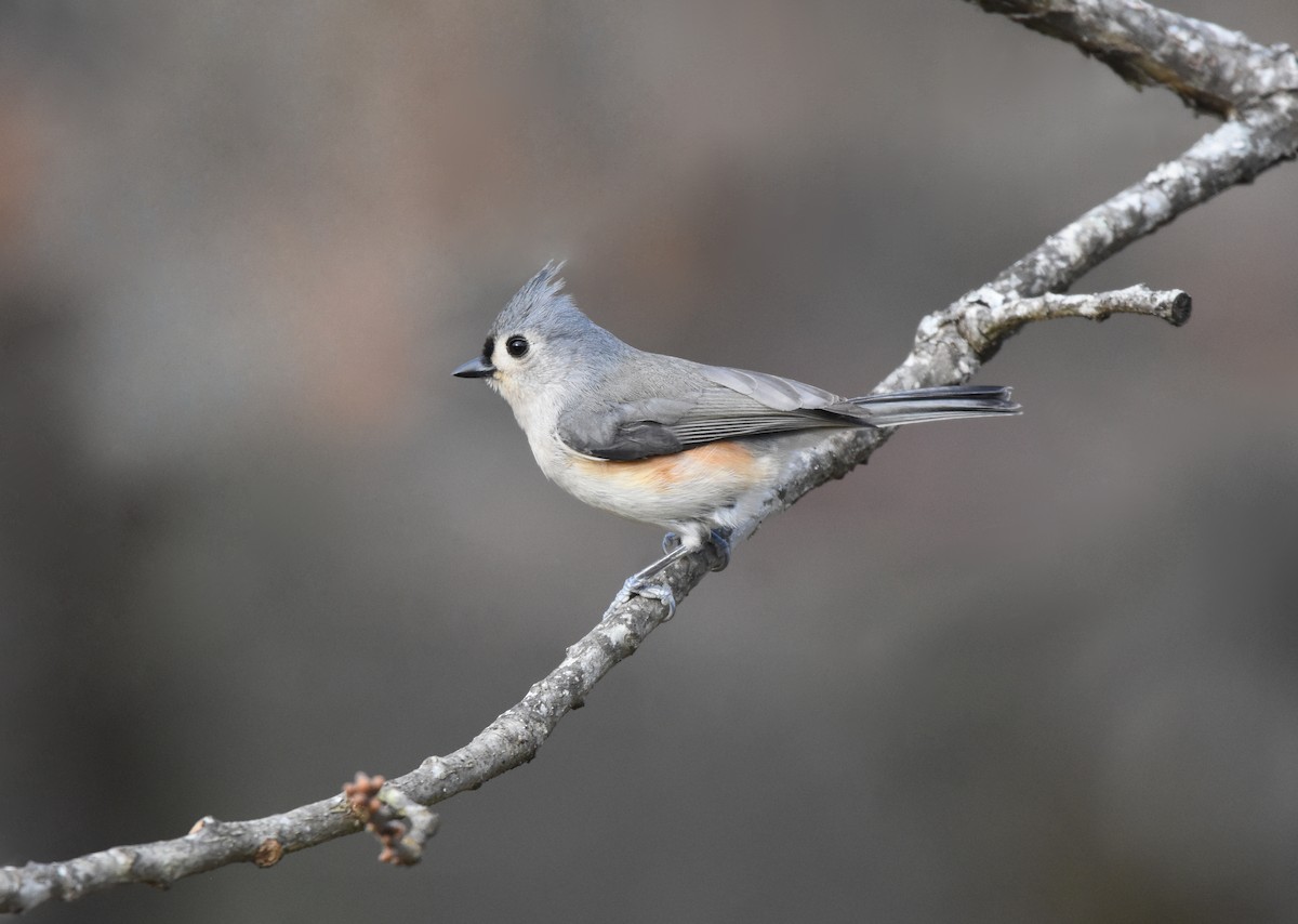 Tufted Titmouse - Christopher Lindsey