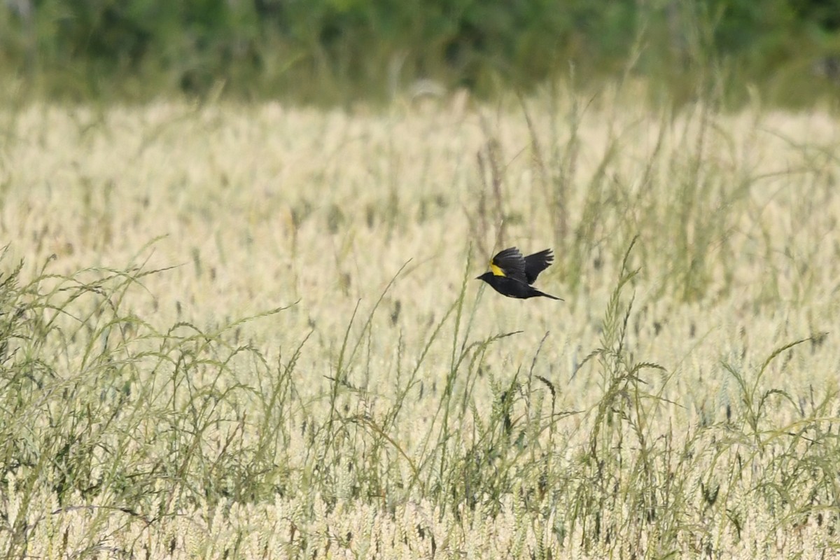 Yellow-winged Blackbird - ML196332511