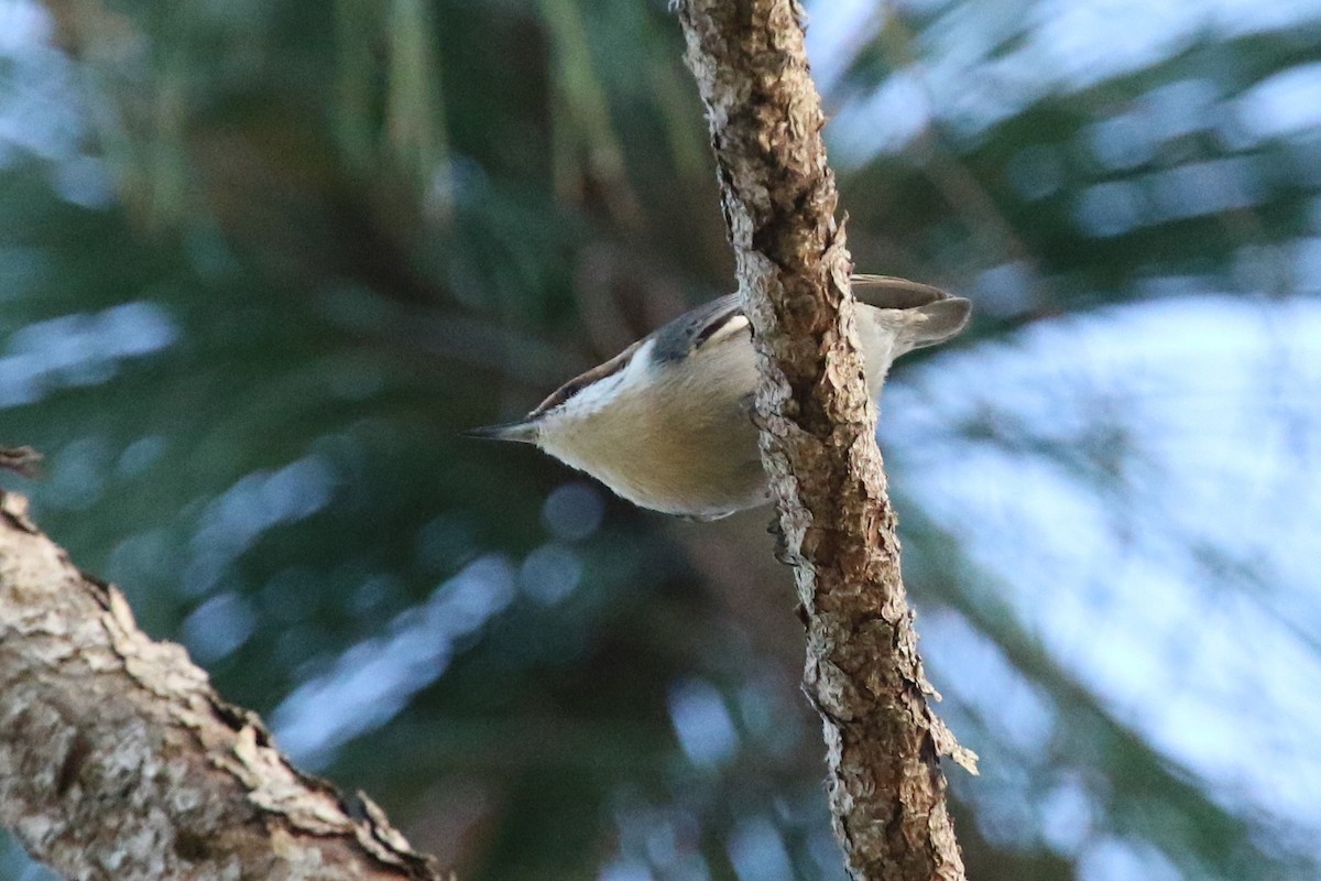Brown-headed Nuthatch - ML196334521