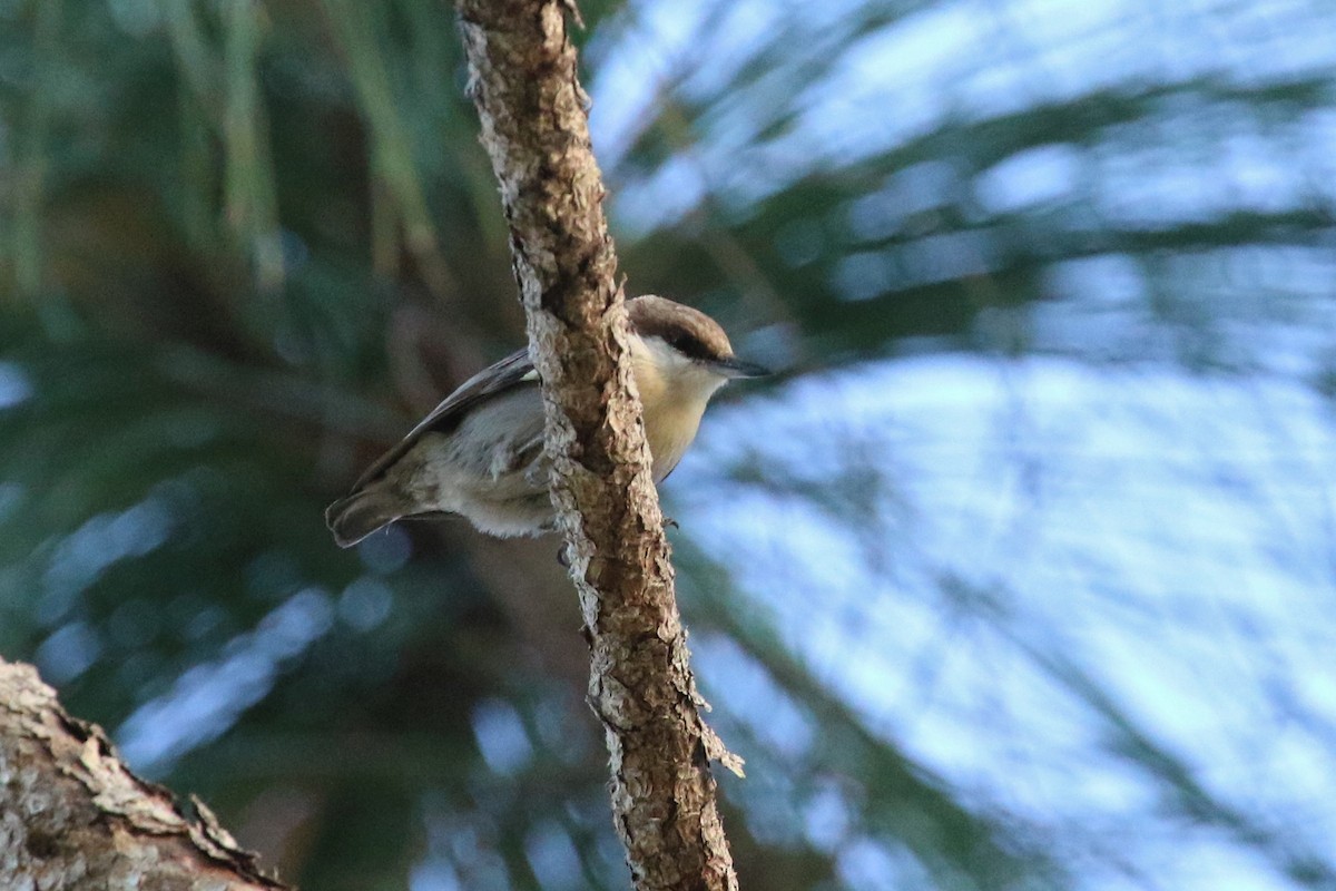 Brown-headed Nuthatch - ML196334531