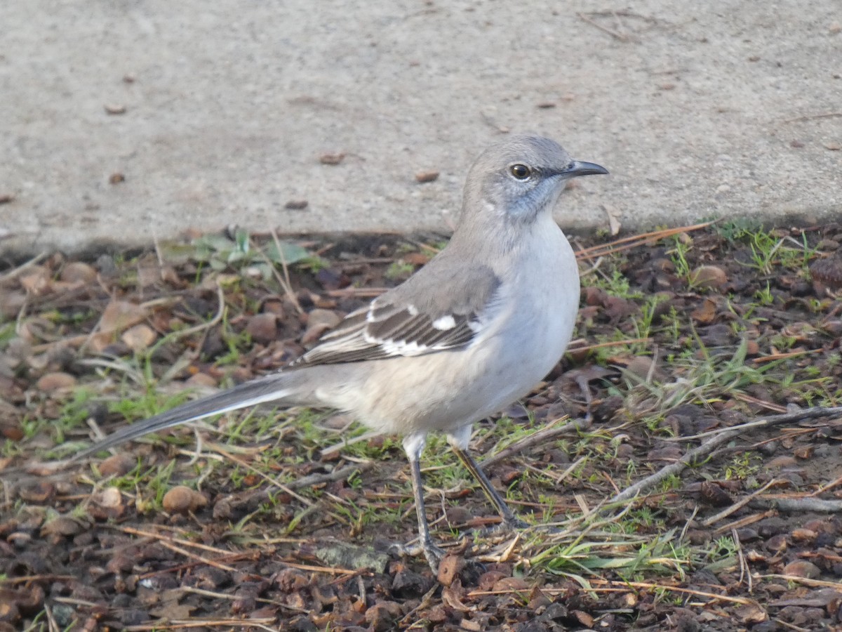 Northern Mockingbird - Ned Wallace & Janet Rogers