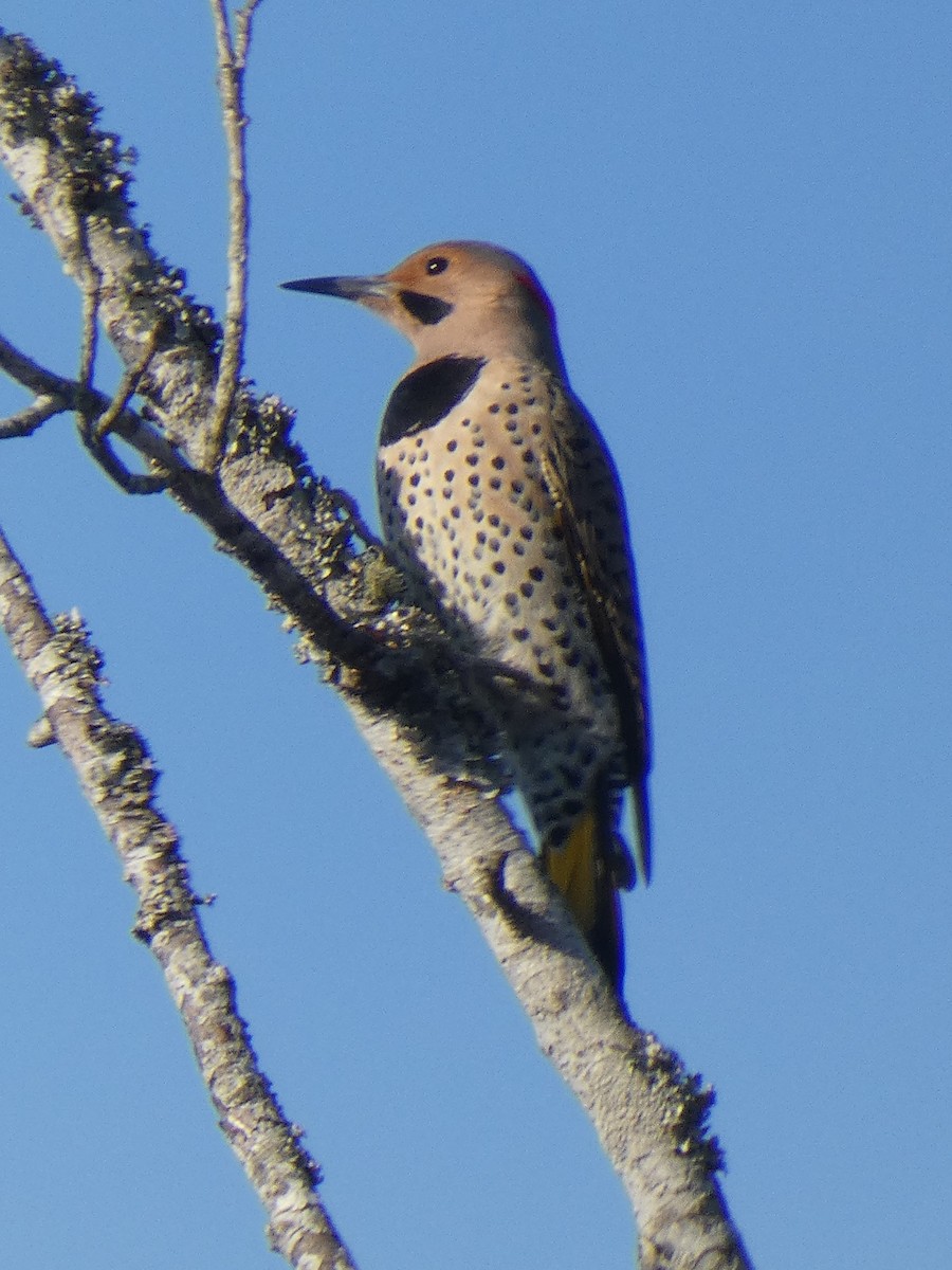 Northern Flicker (Yellow-shafted) - Ned Wallace & Janet Rogers