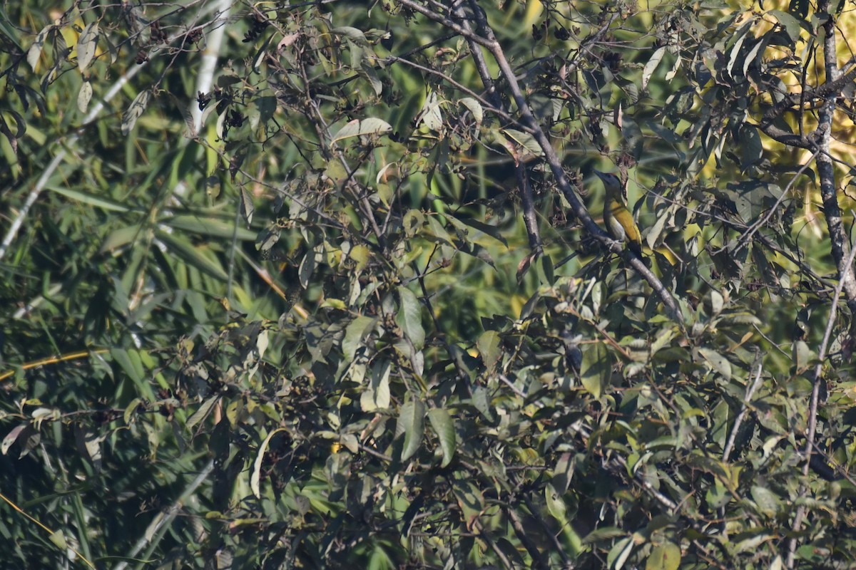 Gray-headed Woodpecker - ML196337761