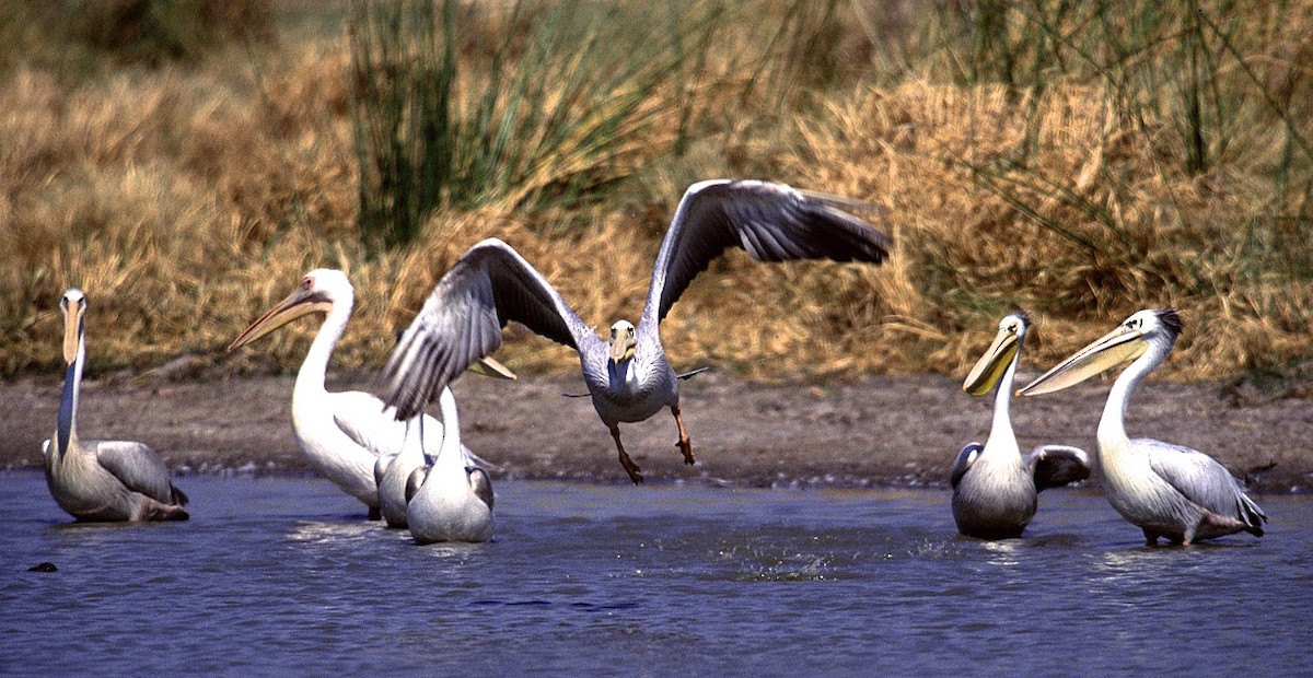 Pink-backed Pelican - ML196344041