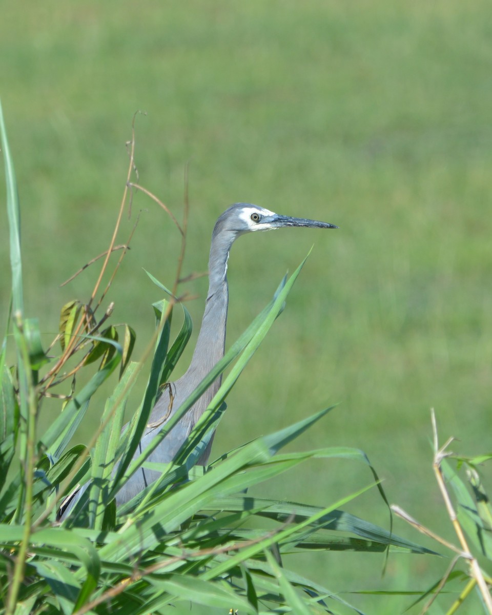 White-faced Heron - Mary McGreal
